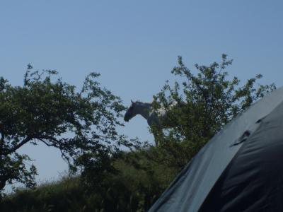 Прикрепленное изображение: P5310282.JPG